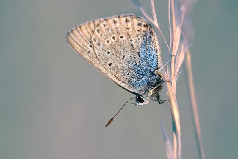 Butterfly Effect